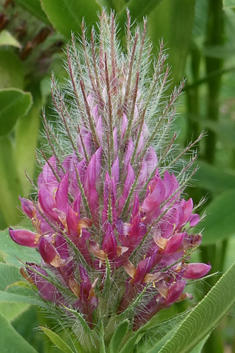 Purple Clover