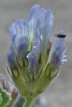 Round-leaved Fenugreek