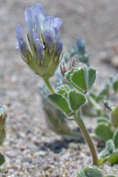 Round-leaved Fenugreek