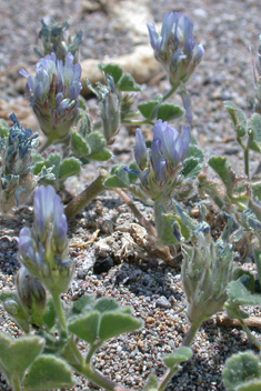 Round-leaved Fenugreek