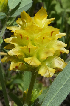 Boissier's Trefoil