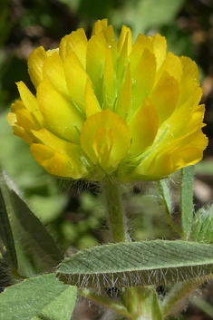 Boissier's Trefoil