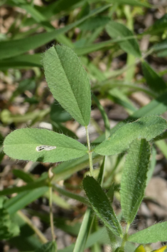 Boissier's Trefoil