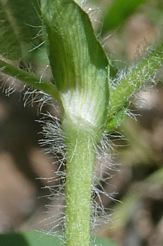 Boissier's Trefoil