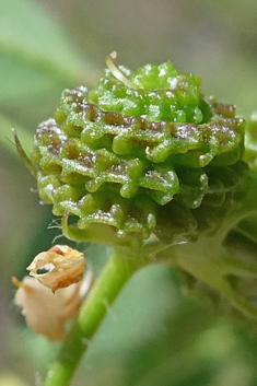 Turban Medick