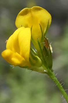 Turban Medick