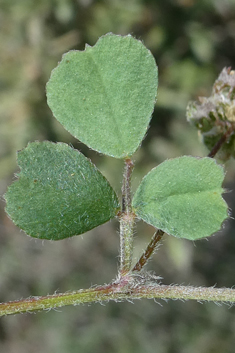 Crown Medick