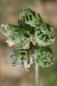 Crown Medick