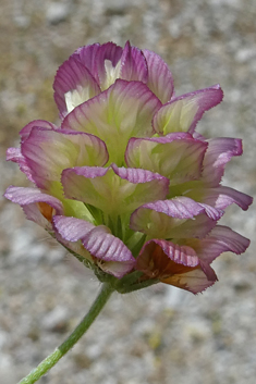 Large-flowered Trefoil