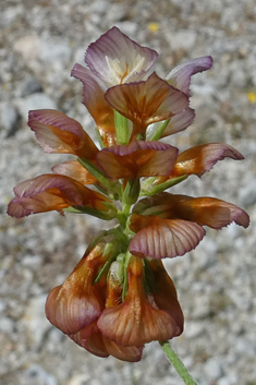 Large-flowered Trefoil