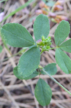 Large-flowered Trefoil