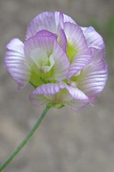Large-flowered Trefoil