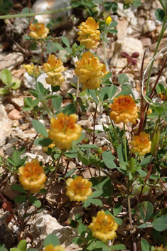 Mesogis Trefoil