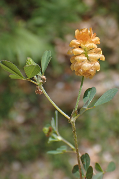 Mesogis Trefoil
