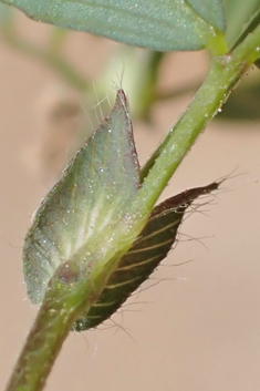 Mesogis Trefoil