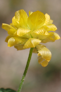 Mesogis Trefoil