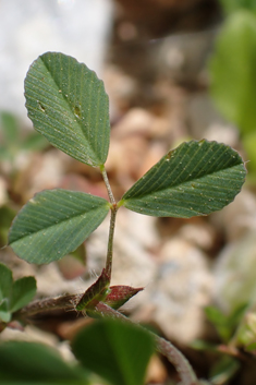 Mesogis Trefoil