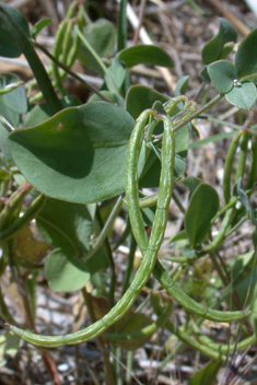 Annual Scorpion-vetch