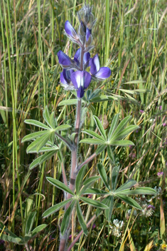 Downy Lupin