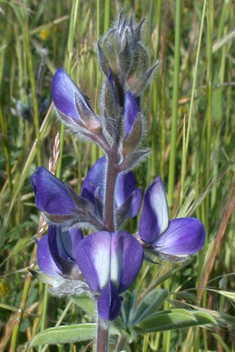 Downy Lupin