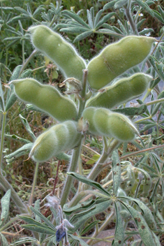 Downy Lupin