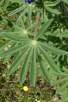 Downy Lupin