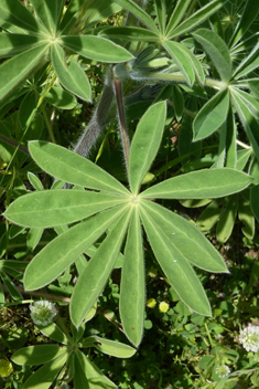 Downy Lupin