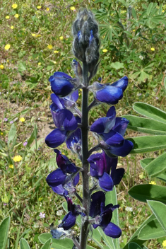 Downy Lupin