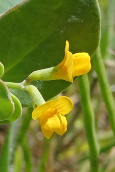 Annual Scorpion-vetch