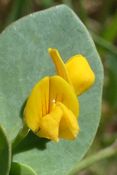 Annual Scorpion-vetch