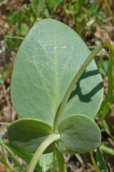 Annual Scorpion-vetch