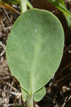 Annual Scorpion-vetch