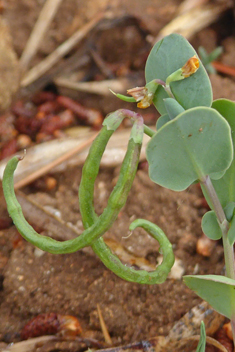 Annual Scorpion-vetch