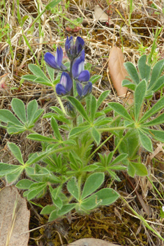 Bitter Blue Lupin