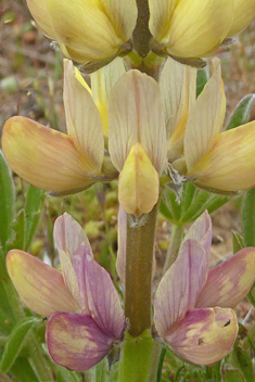 Gredos Lupin