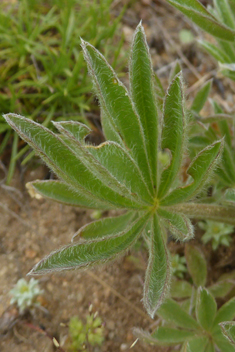 Gredos Lupin