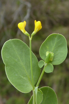 Annual Scorpion-vetch