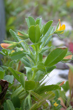 Sticky Restharrow