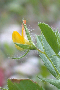 Sticky Restharrow