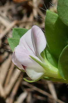 Pink Bird's-foot-trefoil