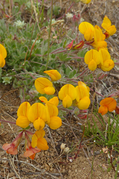 Hairy Bird's-foot-trefoil