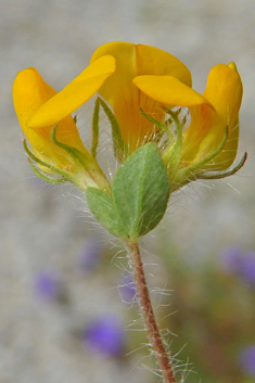 Hairy Bird's-foot-trefoil