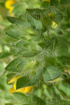 Hairy Bird's-foot-trefoil