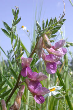 Hungarian Vetch