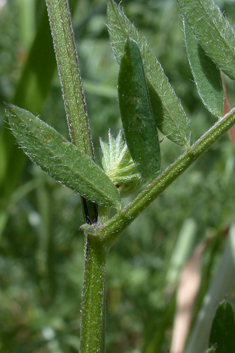 Hungarian Vetch