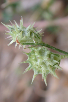 Cockscomb Sainfoin