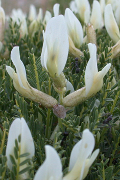 Narrow-leaved Milk-vetch