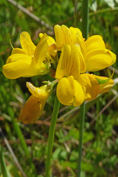 Hatchet Vetch