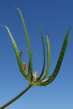 Hatchet Vetch