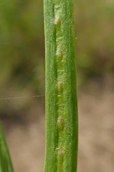 Hatchet Vetch